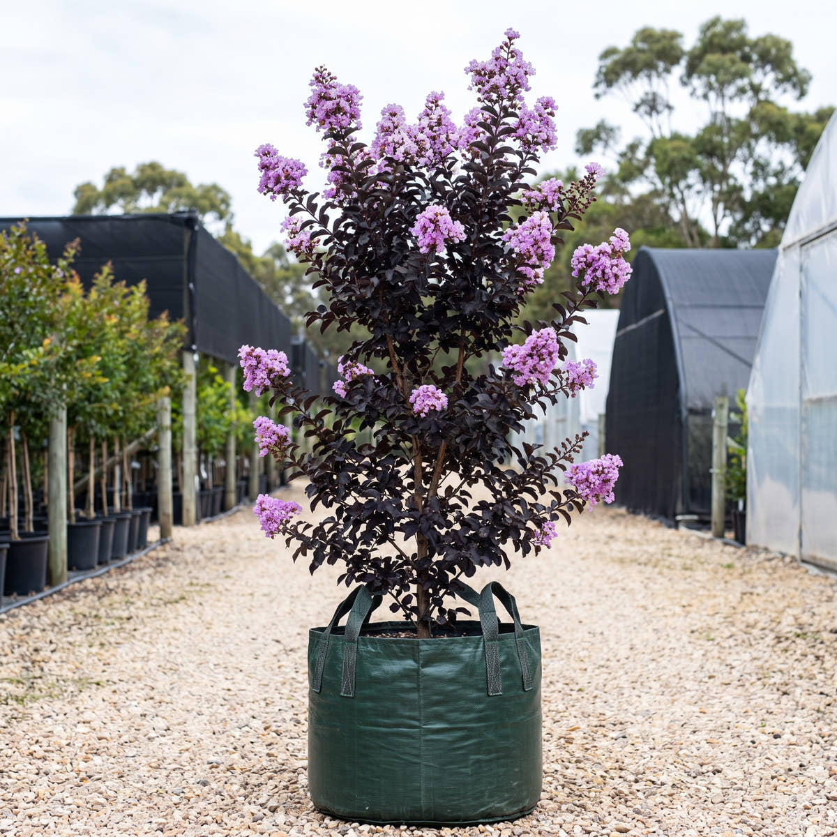Diamonds in the Dark Lavender Lace Crepe Myrtle - Lagerstroemia indica ‘Lavender Lace’
