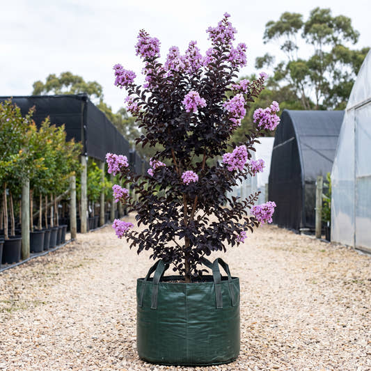 Diamonds in the Dark Lavender Lace Crepe Myrtle - Lagerstroemia indica ‘Lavender Lace’