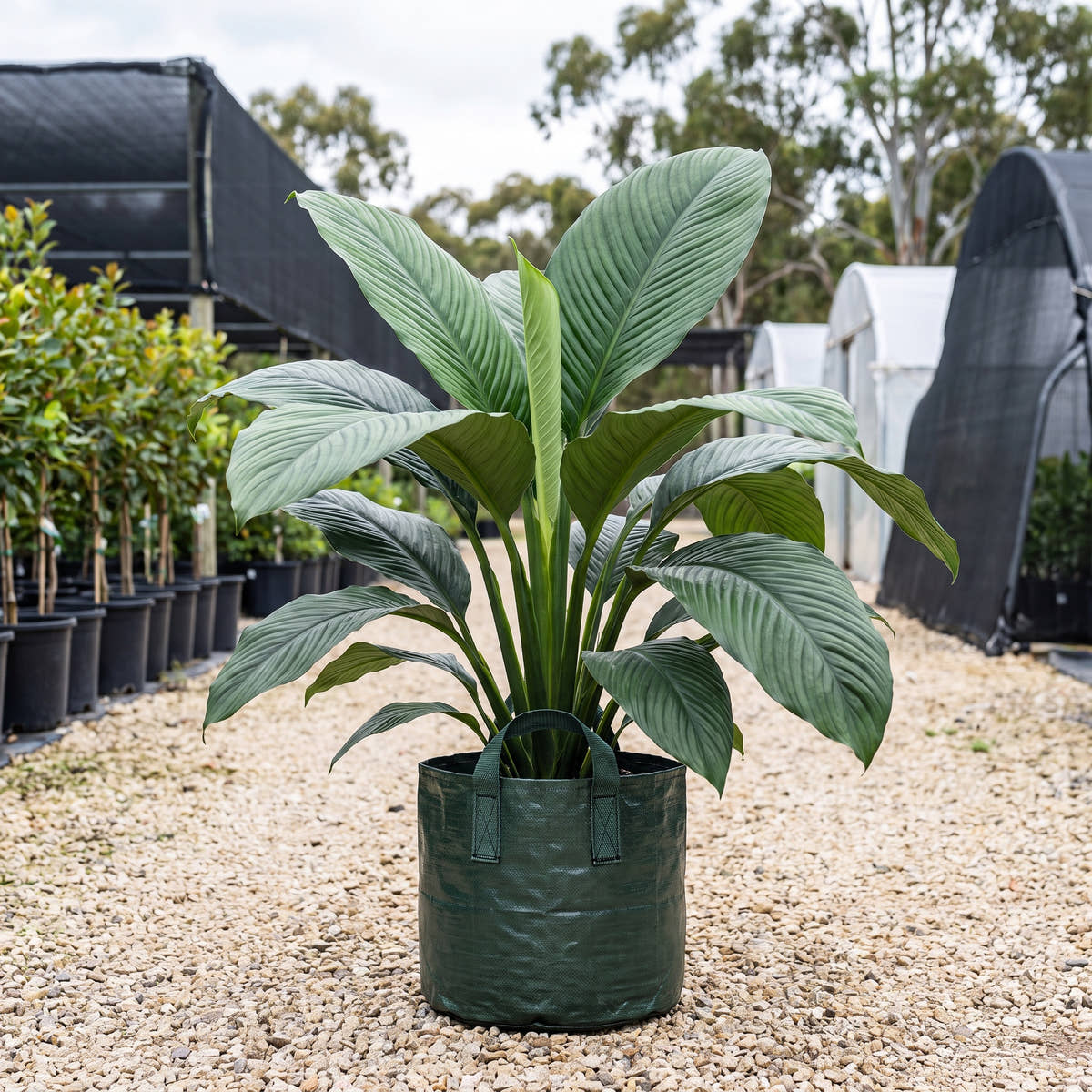 Sensation Peace Lily - Spathiphyllum ‘Sensation’