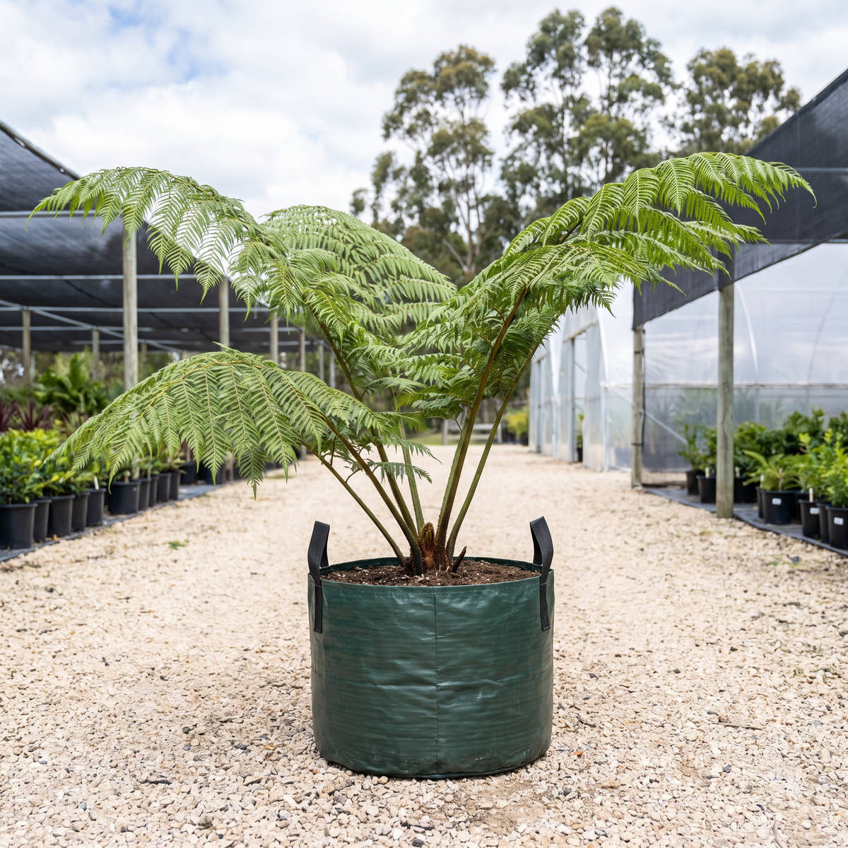 King Fern - Angiopteris evecta