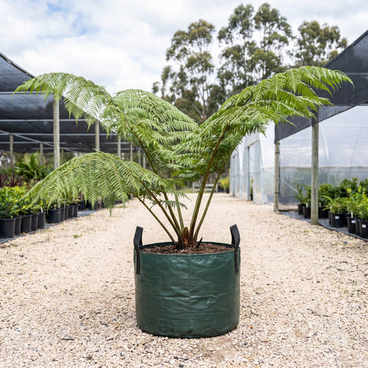 King Fern - Angiopteris evecta
