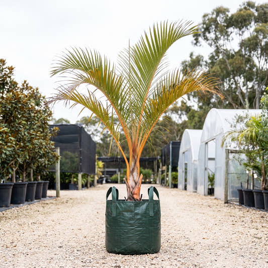 Orange Crush Palm - Dypsis ‘Orange Crush’