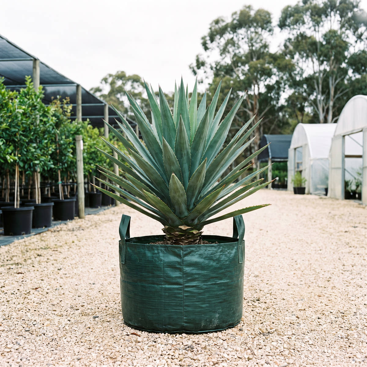 Furcraea macdougallii