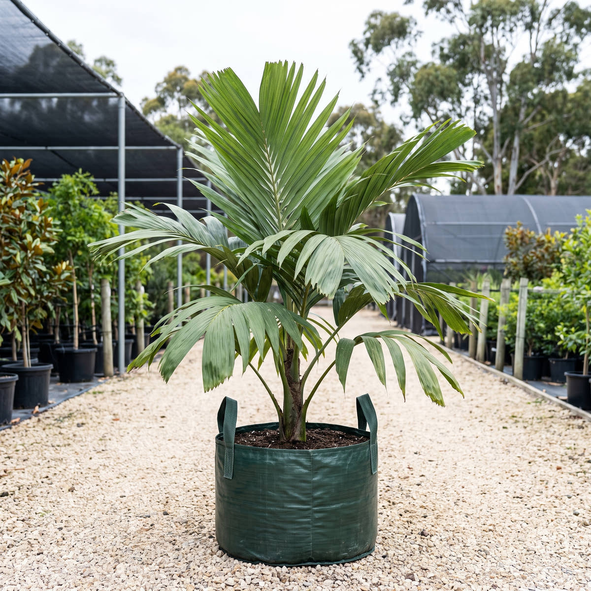 Australian Sugar Palm - Arenga australasica