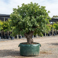 Valley Oak - Quercus lobata