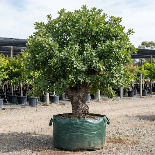 Valley Oak - Quercus lobata