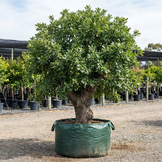 Valley Oak - Quercus lobata