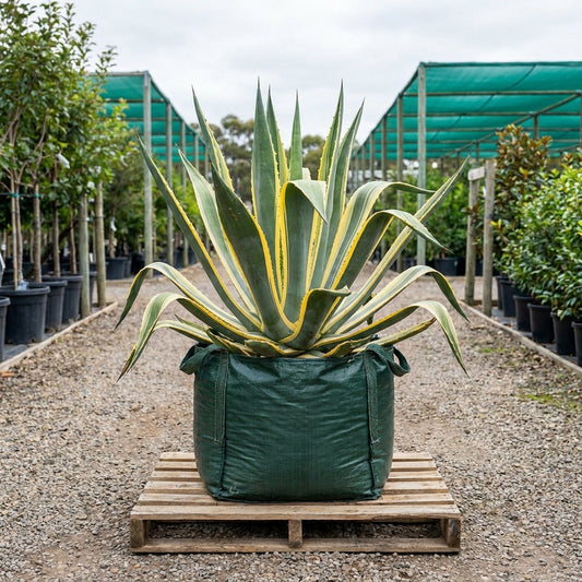 Variegated Agave - Agave americana 'Variegata'
