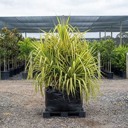 Variegated Baptist's Pandanus - Pandanus baptistii 'Variegated'