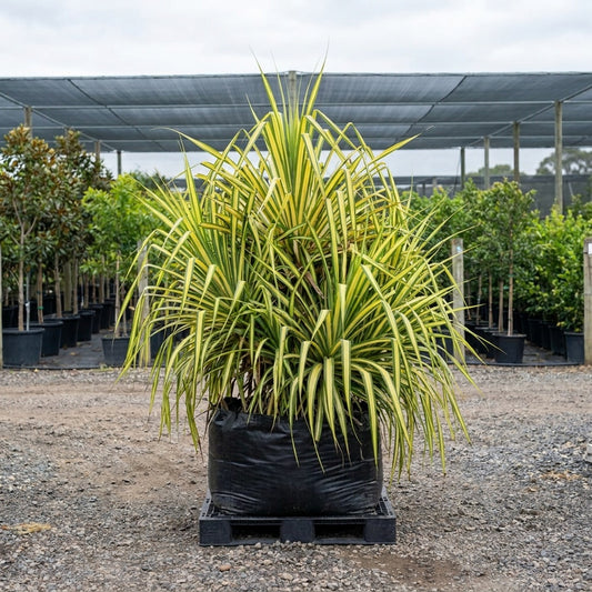 Variegated Baptist's Pandanus - Pandanus baptistii 'Variegated'