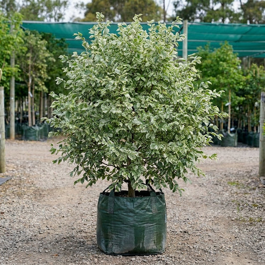 Variegated Elm - Ulmus minor ‘Argenteo Variegata’