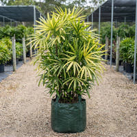 Variegated Lady Palm - Rhapis excelsa ‘Variegated’