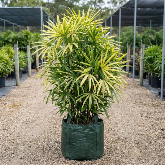 Variegated Lady Palm - Rhapis excelsa 'Variegated'