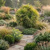Variegated Lady Palm - Rhapis excelsa ‘Variegated’