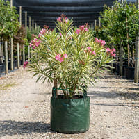 Variegated Oleander - Nerium oleander ‘Variegated’