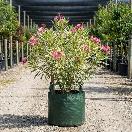 Variegated Oleander - Nerium oleander 'Variegated'
