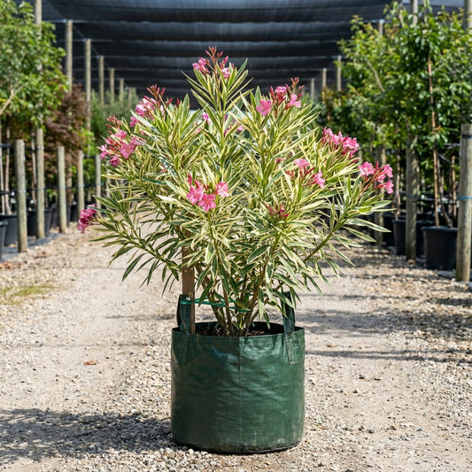 Variegated Oleander - Nerium oleander 'Variegated'