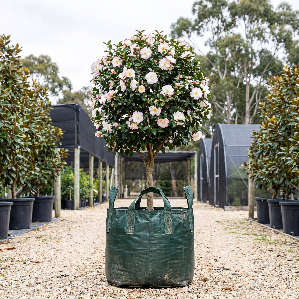 Paradise Blush Camellia (Topiary Standard) - Camellia sasanqua ‘Paradise Blush’