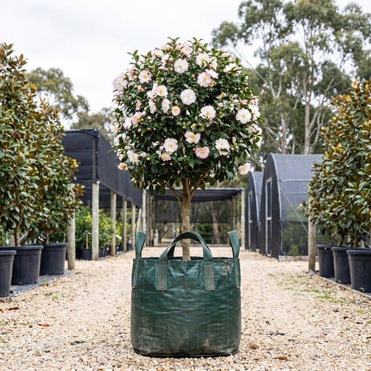 Paradise Blush Camellia (Topiary Standard) - Camellia sasanqua ‘Paradise Blush’
