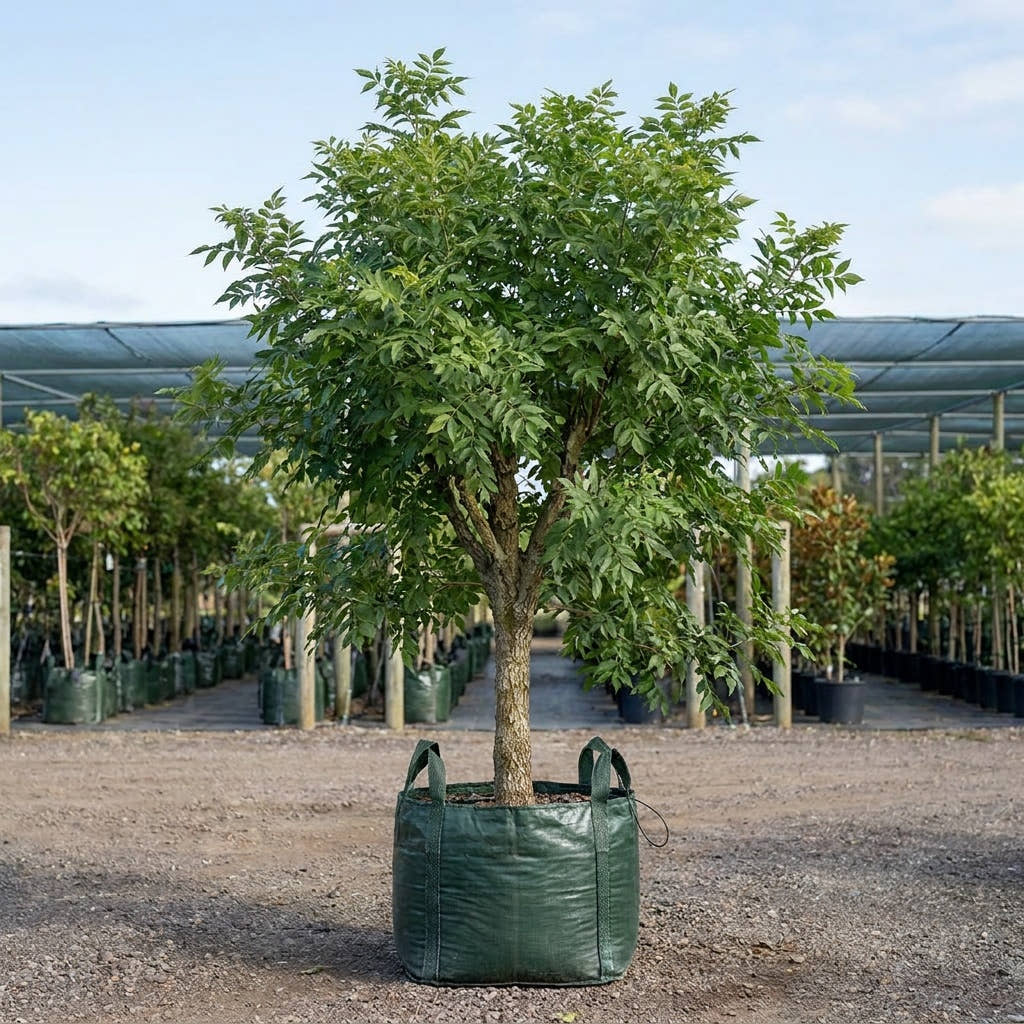 Velvet Ash - Fraxinus velutina