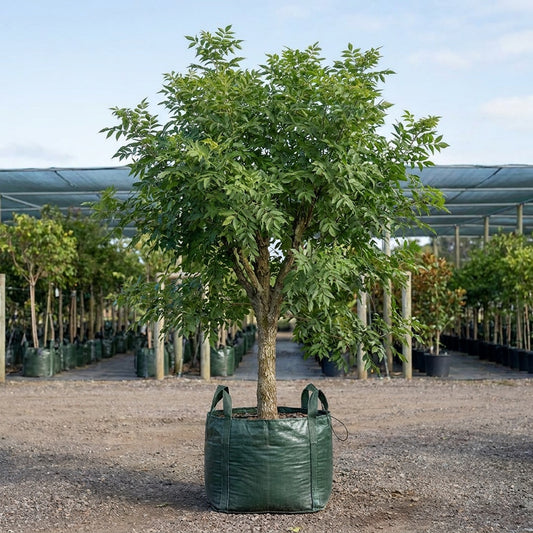 Velvet Ash - Fraxinus velutina