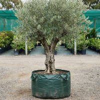Verdale Olive - Olea europaea ‘Verdale’