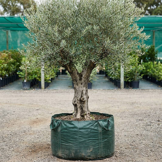 Verdale Olive - Olea europaea ‘Verdale’
