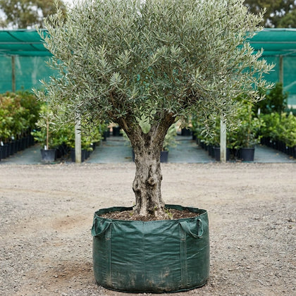 Verdale Olive - Olea europaea ‘Verdale’