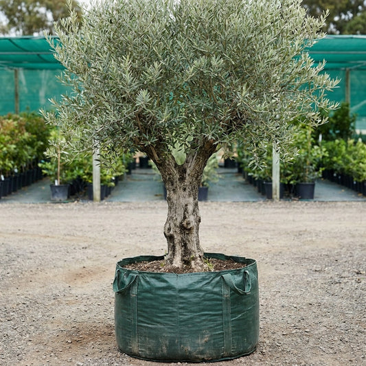 Verdale Olive - Olea europaea ‘Verdale’
