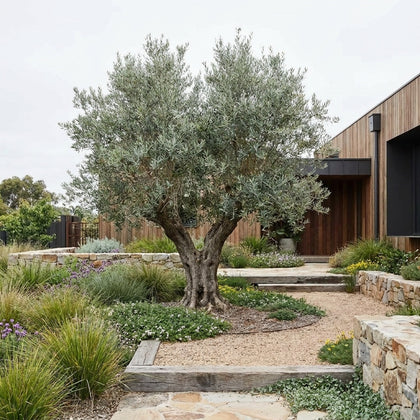 Verdale Olive - Olea europaea ‘Verdale’