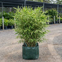Variegated Malay Dwarf Bamboo - Bambusa heterostachya ‘Variegated’