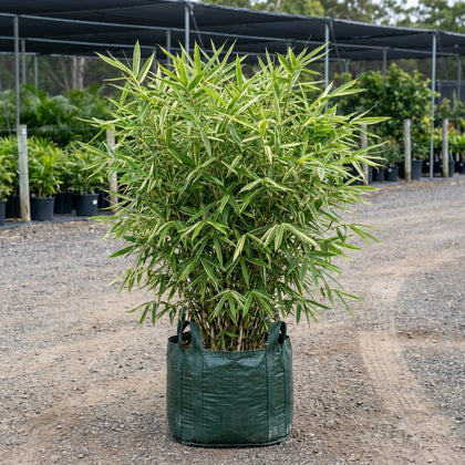 Variegated Malay Dwarf Bamboo - Bambusa heterostachya 'Variegated'