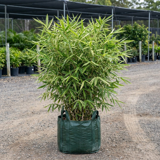 Variegated Malay Dwarf Bamboo - Bambusa heterostachya 'Variegated'