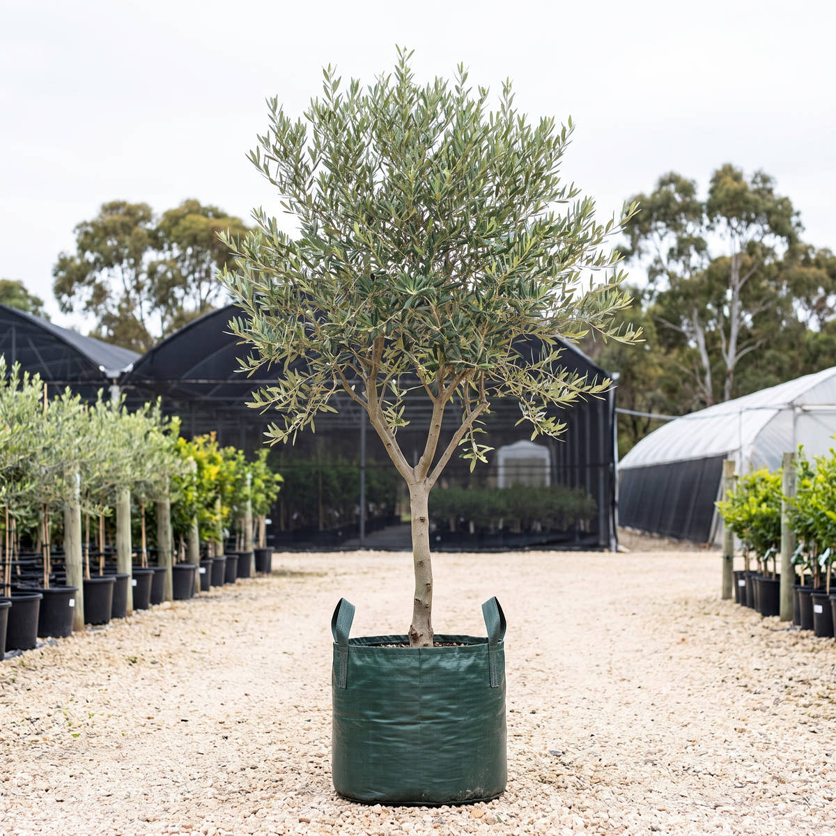 Swan Hill Olive - Olea europaea ‘Swan Hill’