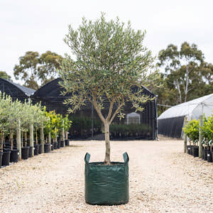 Swan Hill Olive - Olea europaea ‘Swan Hill’