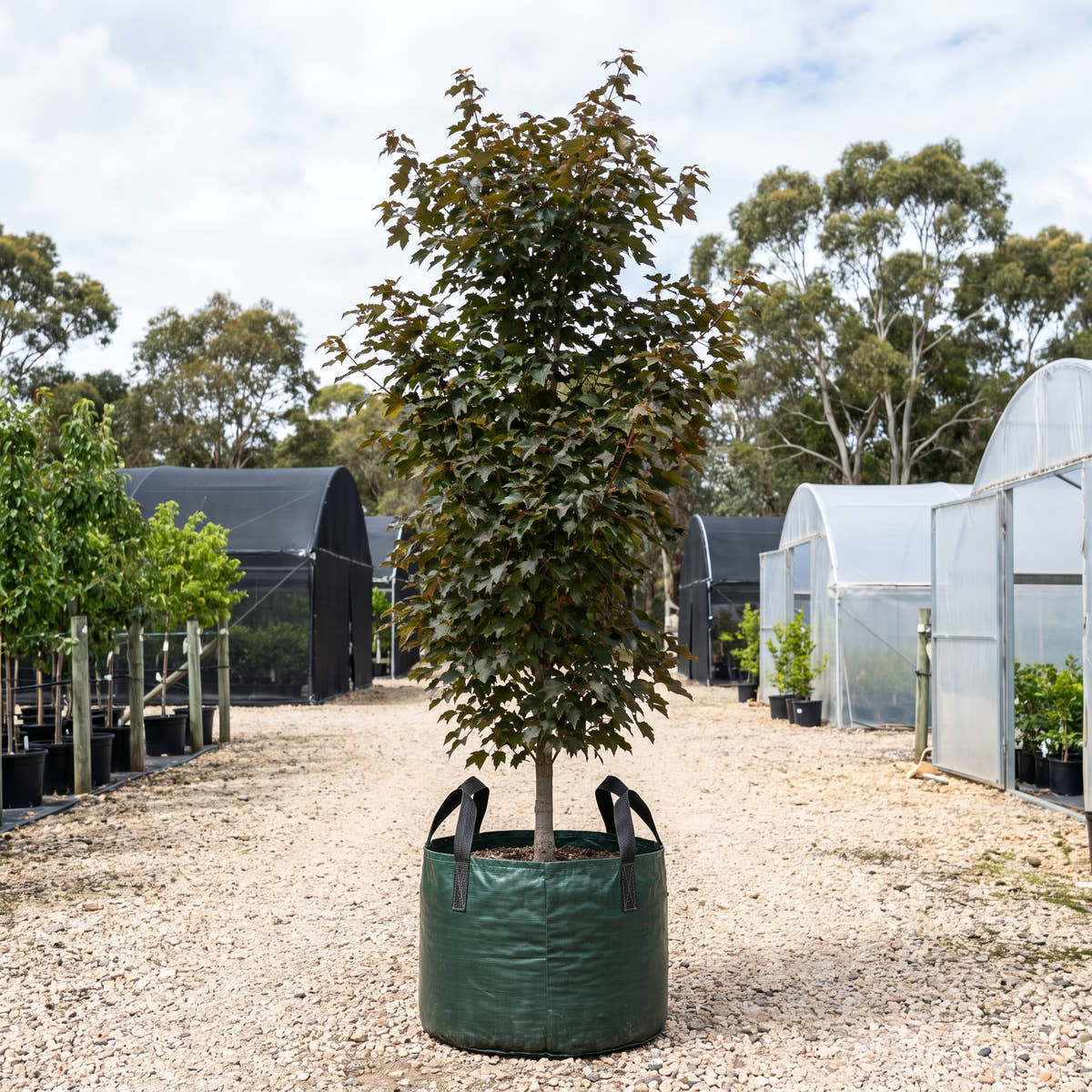 Scarlet Sentinel Maple - Acer x freemanii ‘Scarsen’