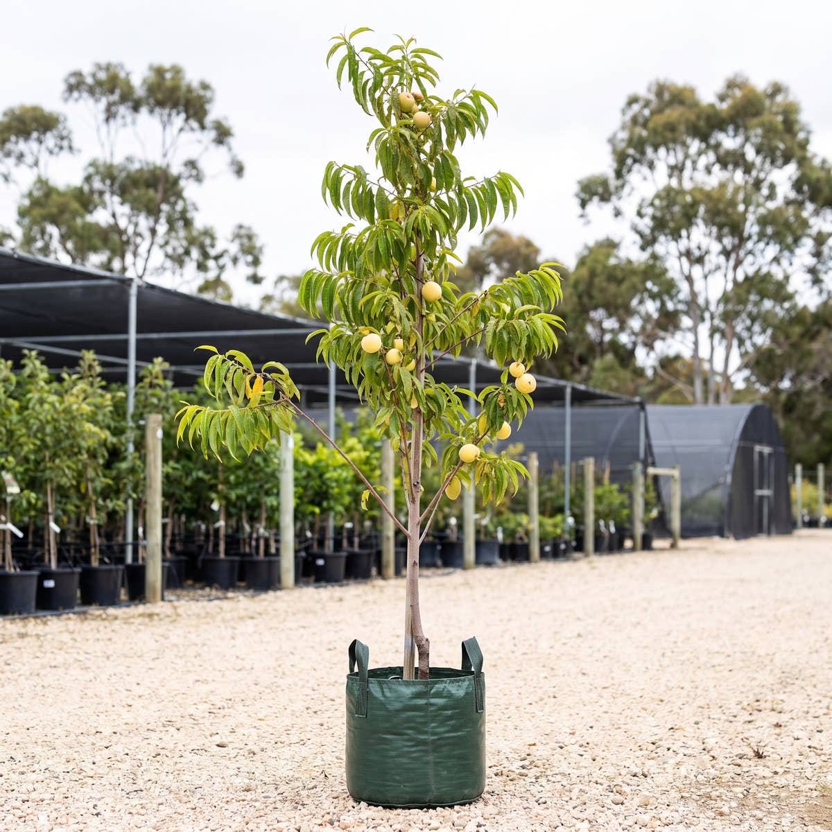 Sunbob Nectarine - Prunus persica var. nucipersica