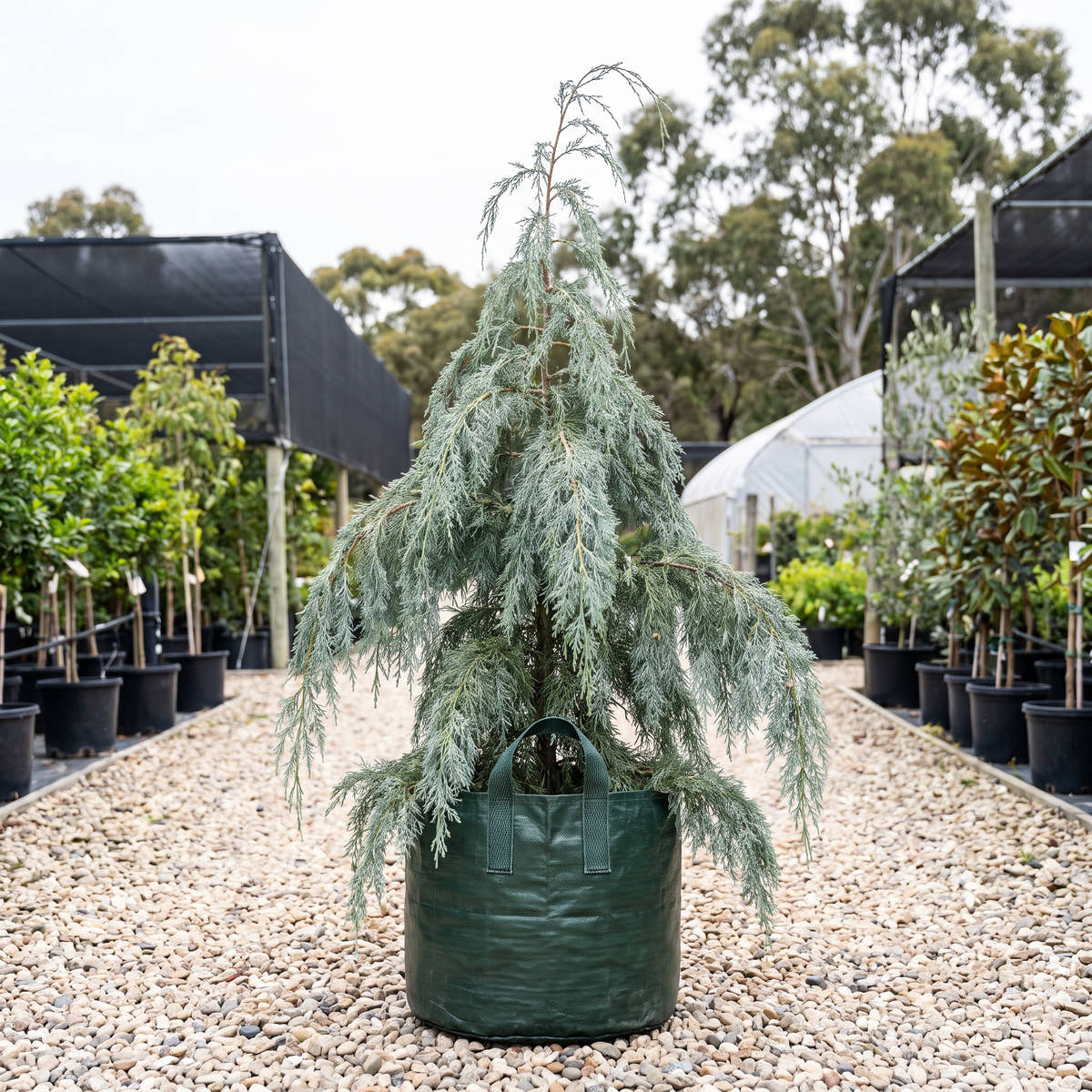 Silver Shadow Kashmir Cypress - Cupressus cashmeriana ‘Silver Shadow’