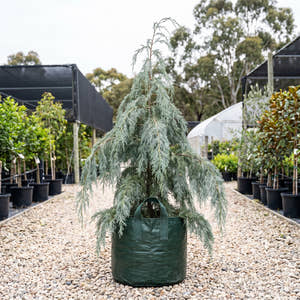 Silver Shadow Kashmir Cypress - Cupressus cashmeriana ‘Silver Shadow’