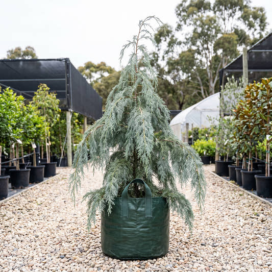 Silver Shadow Kashmir Cypress - Cupressus cashmeriana ‘Silver Shadow’