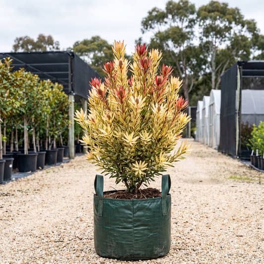 Hyperions Glow Leucadendron - Leucadendron laureolum ‘Hyperions Glow’