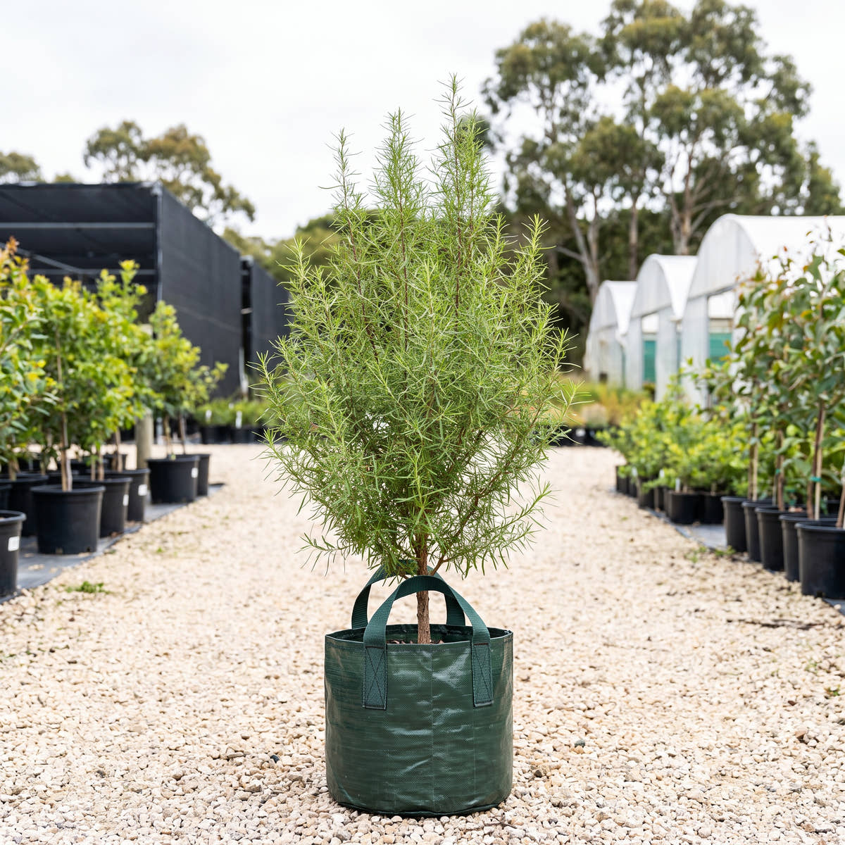 Tree Everlasting - Ozothamnus ferrugineus