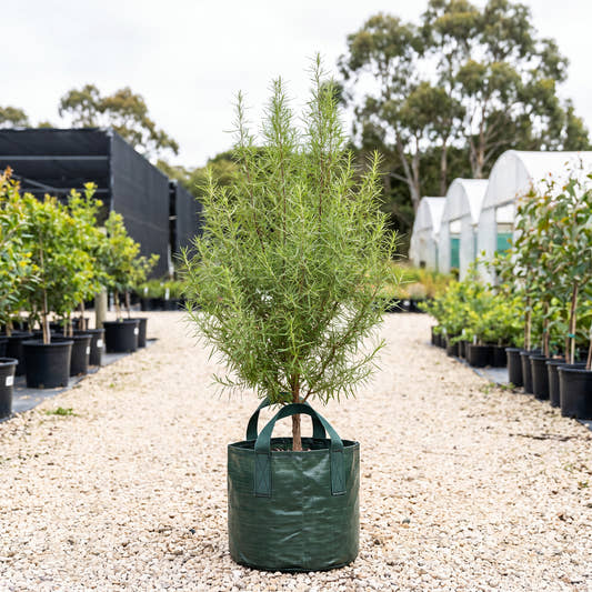 Tree Everlasting - Ozothamnus ferrugineus