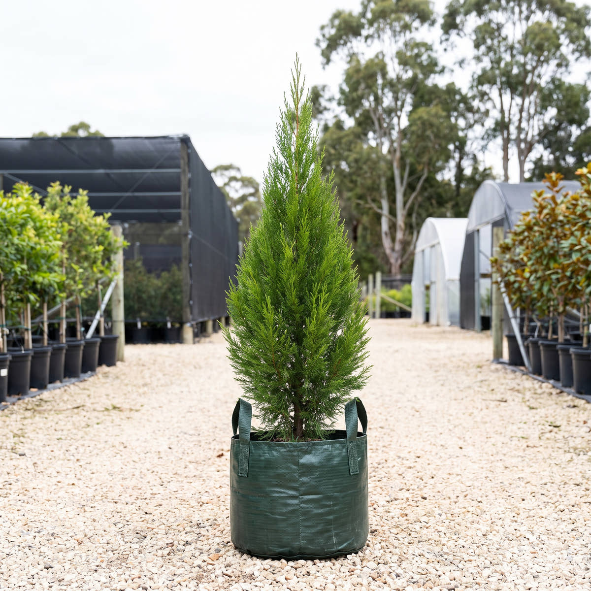Rottnest Island Pine - Callitris preissii