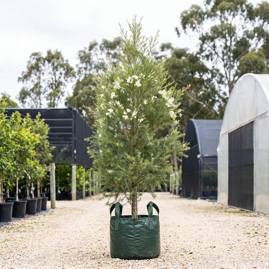Snow in Summer - Melaleuca linariifolia