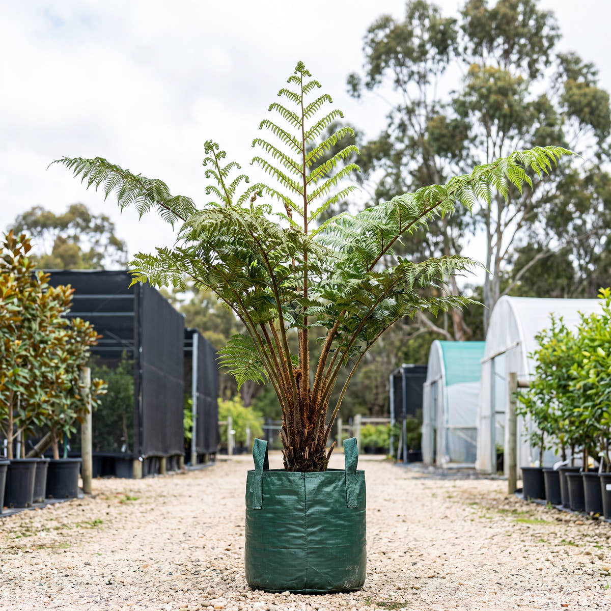 Cyathea felina
