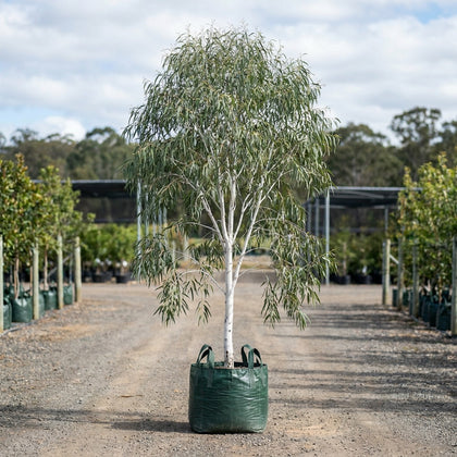 Wallangarra White Gum - Eucalyptus scoparia