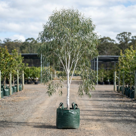 Wallangarra White Gum - Eucalyptus scoparia