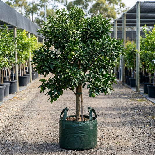 Washington Navel Orange Tree - Citrus sinensis