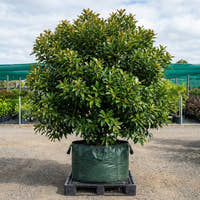Water Gum Tree - Tristaniopsis laurina